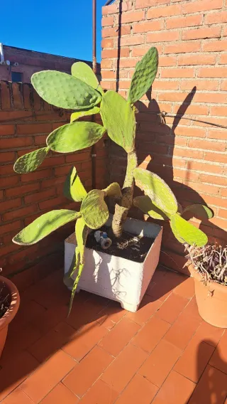 Cactus Chumbera Grande en Maceta