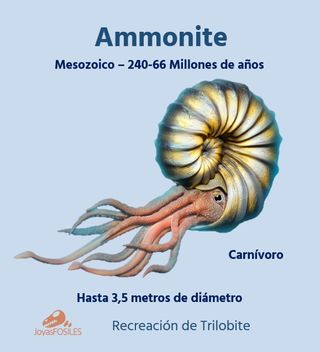 Fósil Amonites