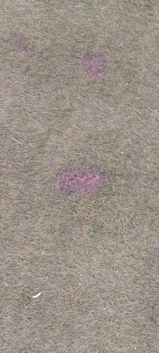 Césped artificial alta calidad y realismo