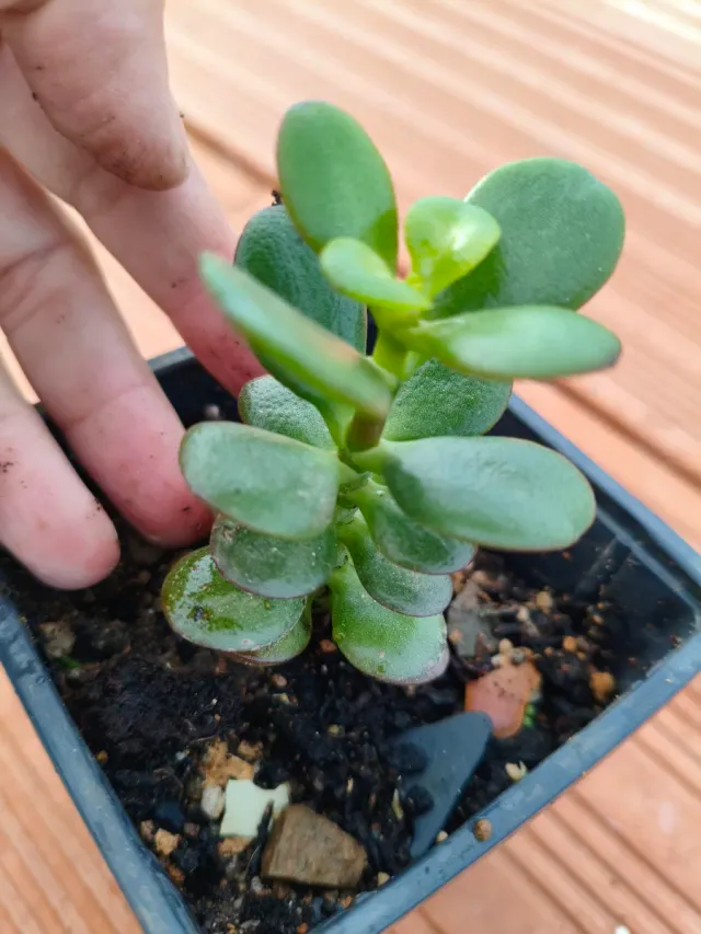 Planta crasa: Árbol de Jade. Aloe Vera. Aeonium.