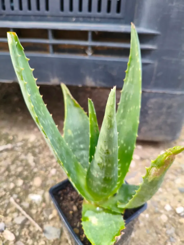 Planta crasa: Árbol de Jade. Aloe Vera. Aeonium.