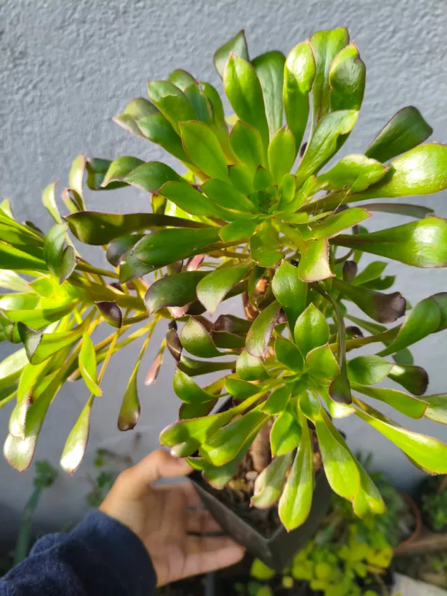 Planta crasa: Árbol de Jade. Aloe Vera. Aeonium.
