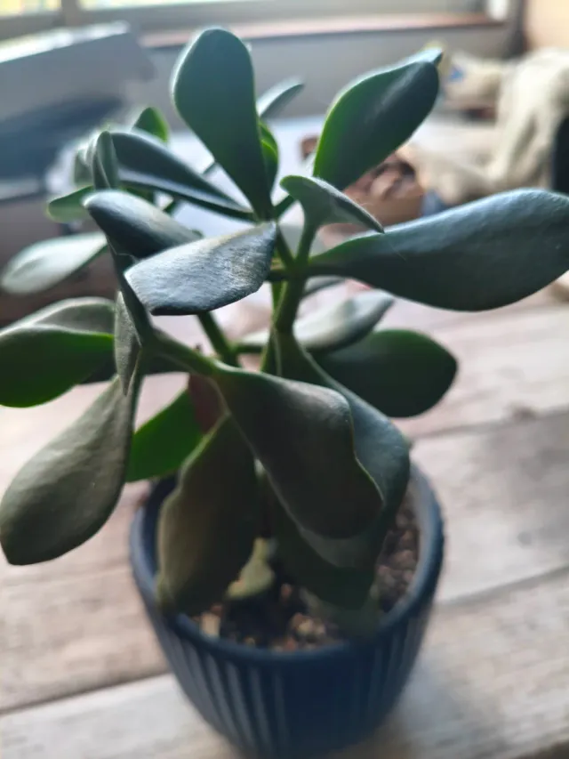 Planta crasa: Árbol de Jade. Aloe Vera. Aeonium.