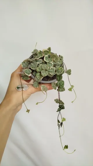 Ceropegia Woodii Variegata Planta Corazón