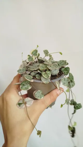 Ceropegia Woodii Variegata Planta Corazón