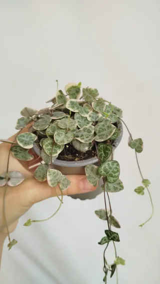 Ceropegia Woodii Variegata Planta Corazón