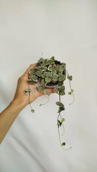 Ceropegia Woodii Variegata Planta Corazón