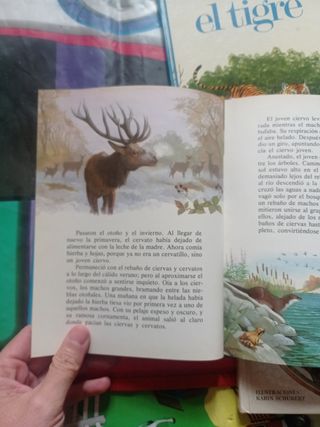 Lote libros infantiles vintage