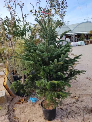 Abeto Abies Normandiana en maceta