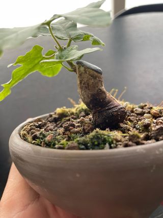 Prebonsai Arce Campestre Mini