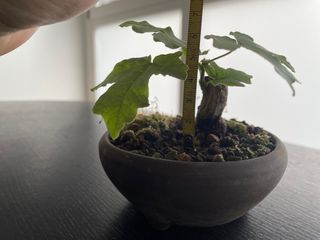 Prebonsai Arce Campestre Mini