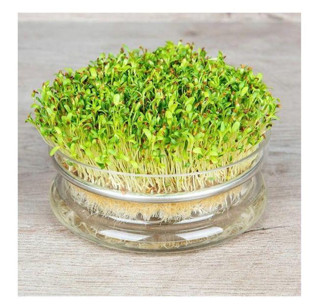 Bandeja germinador vidrio