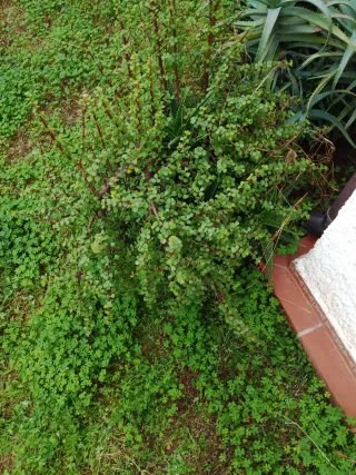 Talea Portulacaria Afra