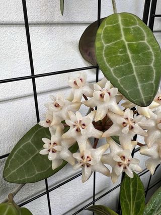 Hoya Elliptica