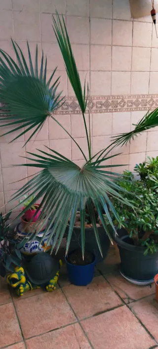 PALMERA WASHINGTONIA.