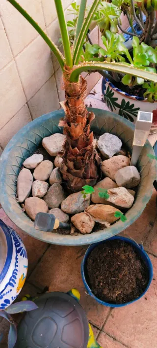 PALMERA WASHINGTONIA.