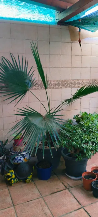 PALMERA WASHINGTONIA.