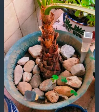 #OFERTA#PALMERA WASHINGTONIA.