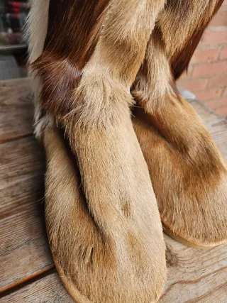 Botas Mou Edición Limitada