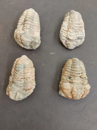 Fósil Trilobites