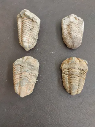 Fósil Trilobites