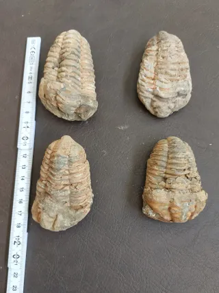 Fósil Trilobites