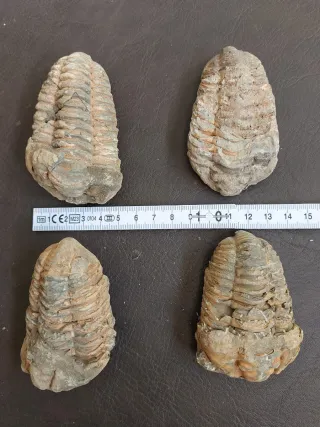 Fósil Trilobites