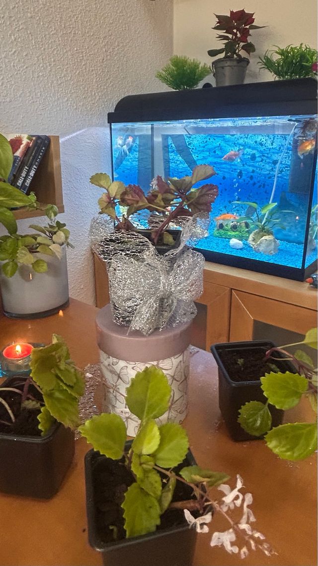 Planta del Dinero Natural en Maceta