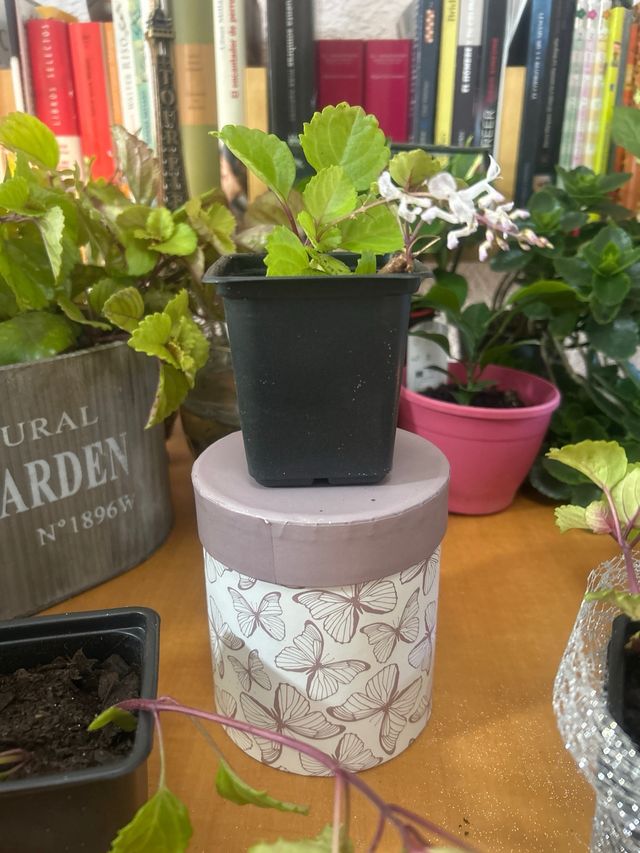 Planta del Dinero Natural en Maceta