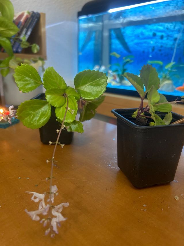 Planta del Dinero Natural en Maceta