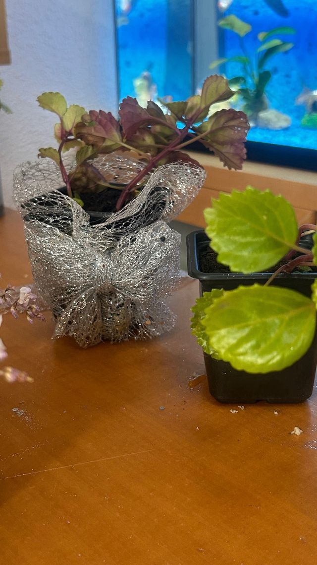 Planta del Dinero Natural en Maceta