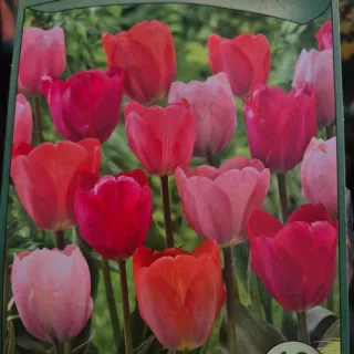 Tulipani Van Eijk Mix - 10 pezzi