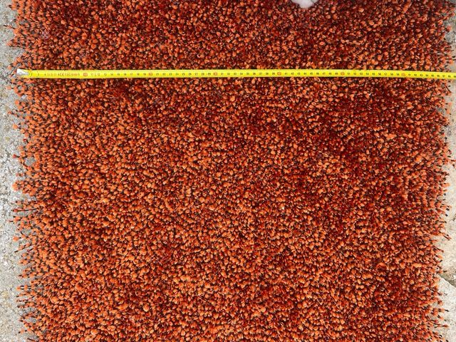 Alfombra naranja y marrón (2 unidades)