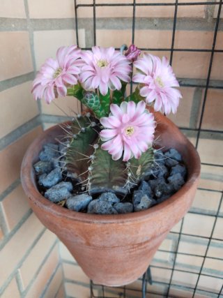 Cactus de colección floreciendo