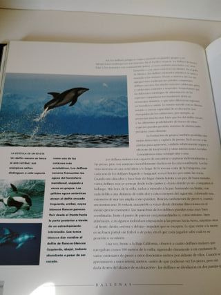 Ballenas, Delfines Y Marsopas
