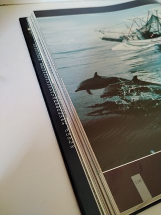 Ballenas, Delfines Y Marsopas