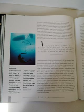 Ballenas, Delfines Y Marsopas