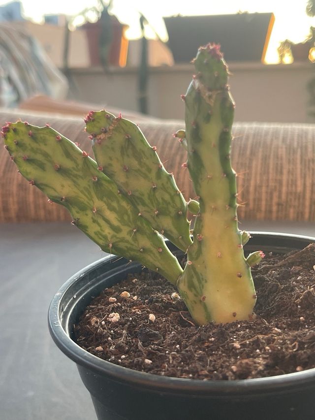 Opuntia monacantha variegata – Cactus variegado