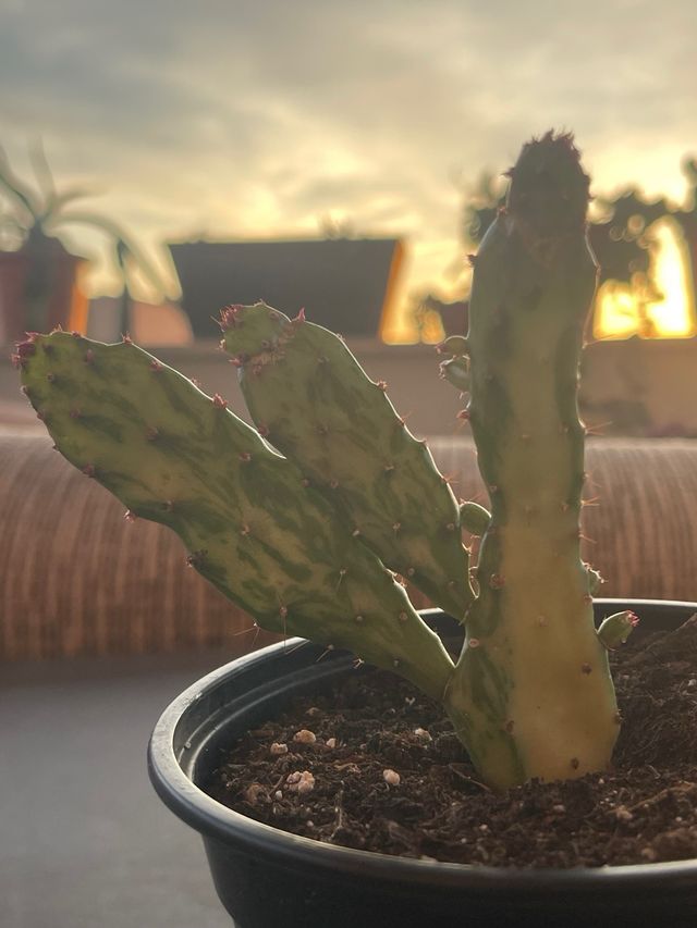 Opuntia monacantha variegata – Cactus variegado