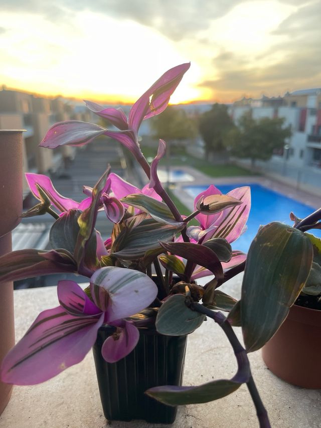 Tradescantia Nanouk Planta Colgante