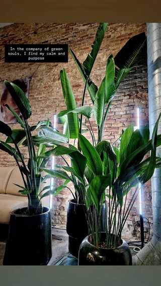 Jardinero en Barcelona – Cuidado de plantas