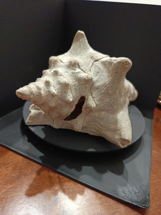 Grande Conchiglia Marina