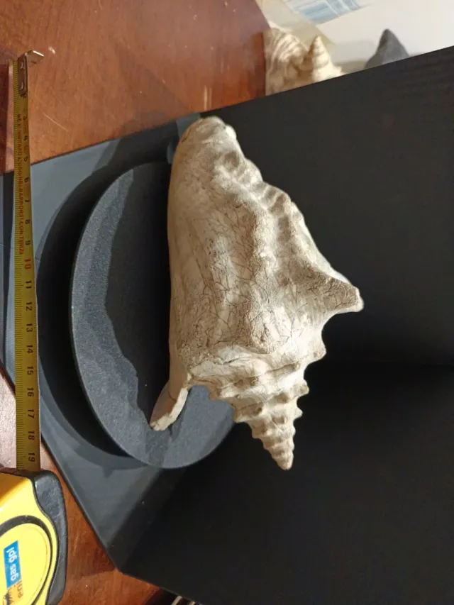 Grande Conchiglia Marina