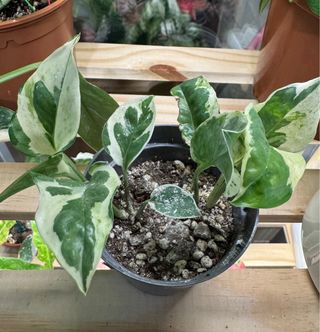 Epipremnum Njoy (pothos)