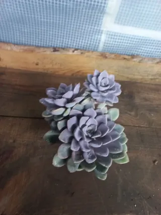 Planta suculenta Echeveria