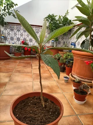 Níspero Japonés en Maceta (Eriobotrya japonica)