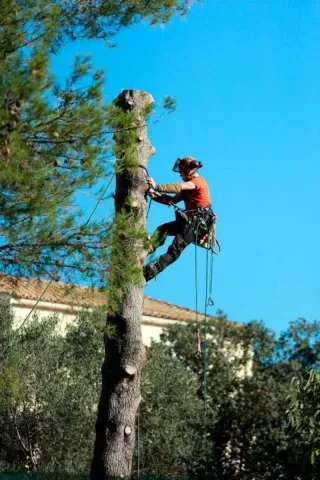 Servicio de poda en altura