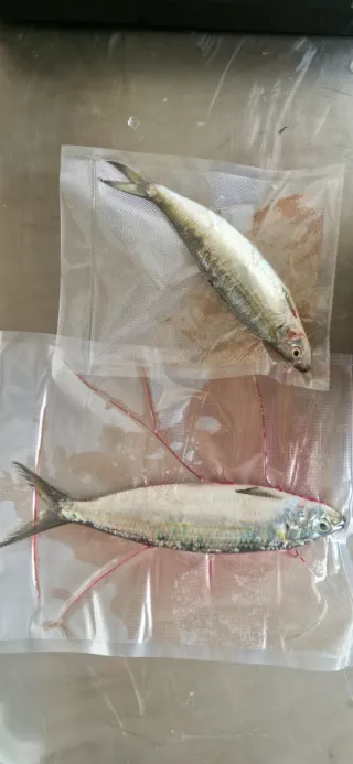 Lachas frescas envasadas al vacío