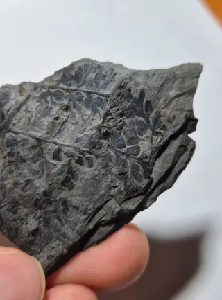 Pianta fossile con foglie, Carbonifero, Germania