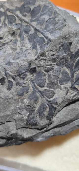 Pianta fossile con foglie, Carbonifero, Germania
